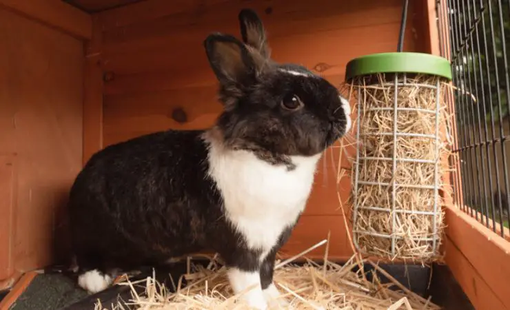 el conejo come heno de una manera divertida
