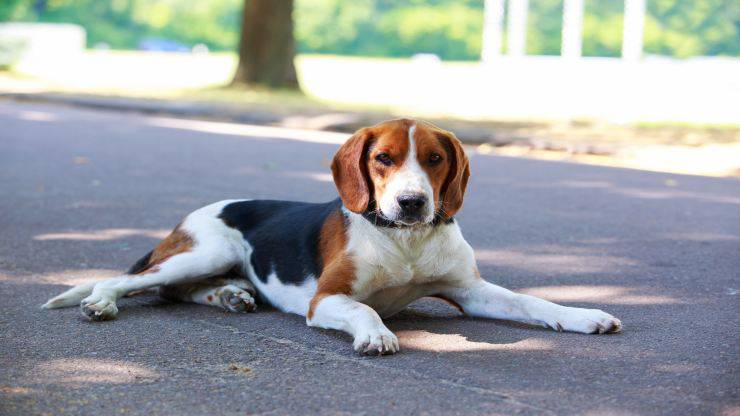 Cuidado del abrigo Beagle Harrier