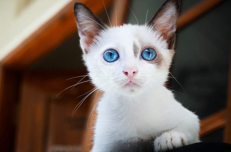 gatito blanco (Foto Pixabay)