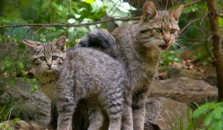 dos gatos en la naturaleza