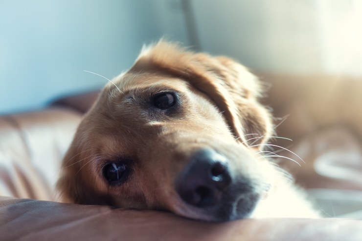 Perro con coccidios