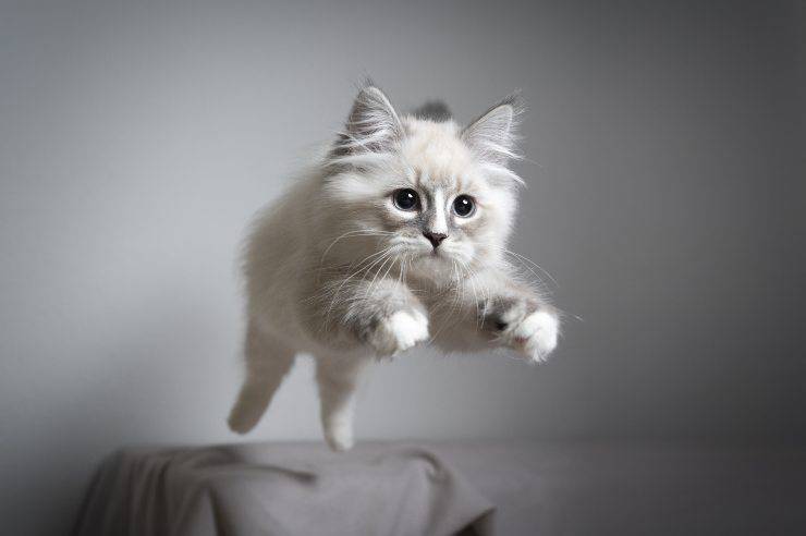 porque el gato maúlla antes de saltar
