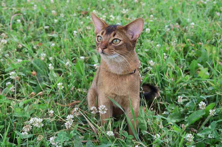 Gatito en la naturaleza