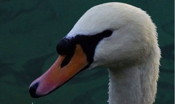 El cisne en primer plano (foto de Instagram)