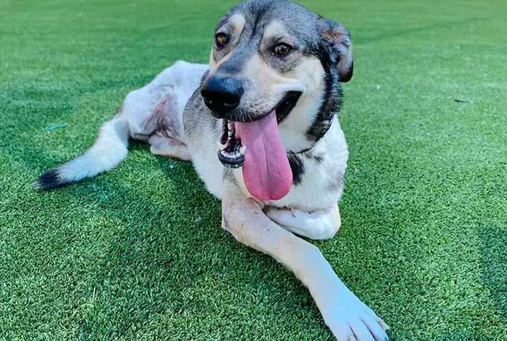 Trampa para Coyote de Pata de Perro