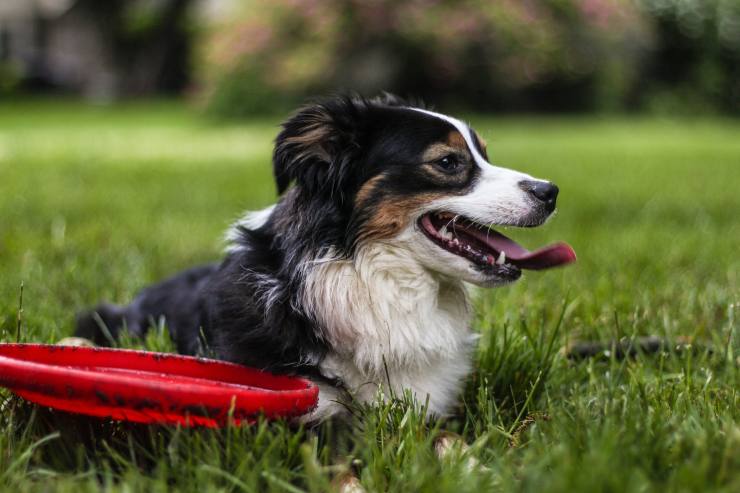 Cómo divertirse con fido adulto