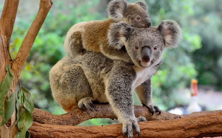 Mamas En La Naturaleza 15 Fotos Increibles Para El Dia De La Madre Vida Con Mascotas