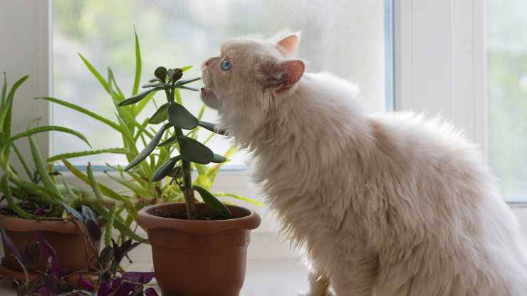 gato come plantas