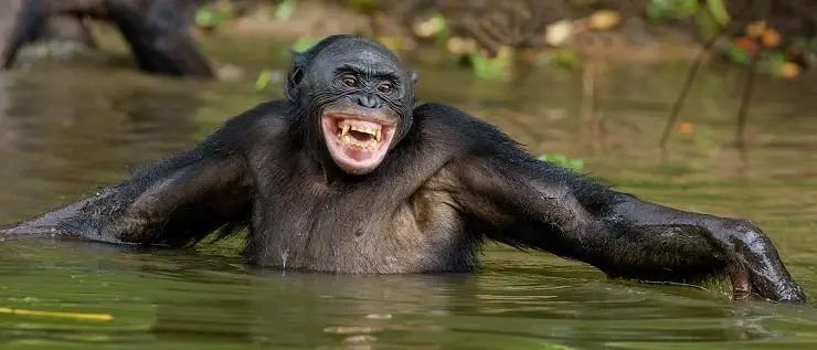 sonriente bonobo