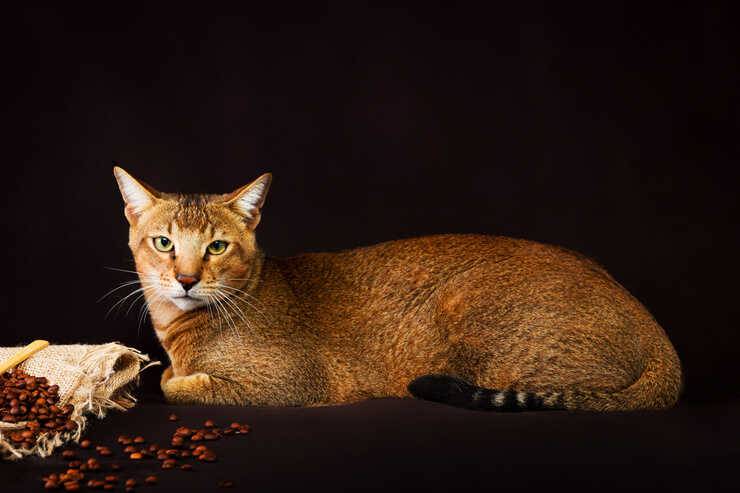 razas de gatos híbridos