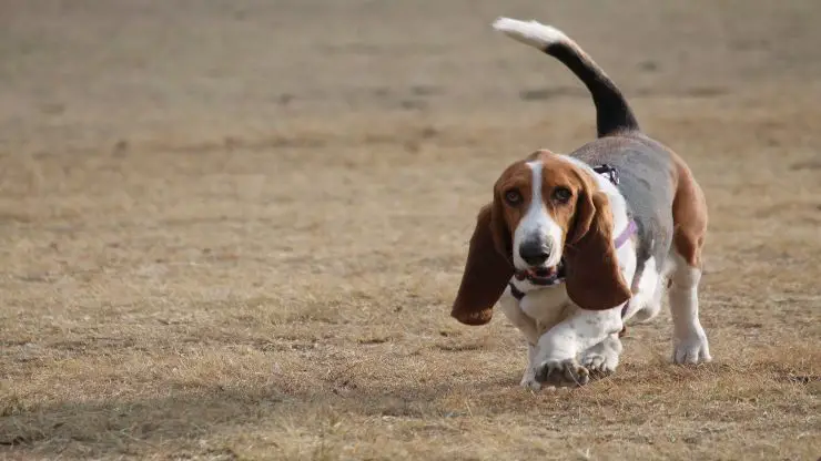 Adopta un Basset Hound Adopta un Basset Hound