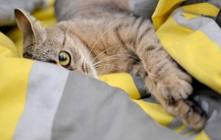 gato