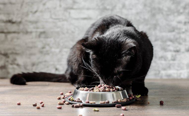 alimentando gato bombay