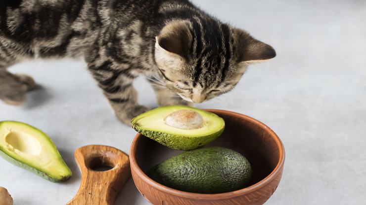 Alimentos tóxicos para gatos Alimentos tóxicos para gatos