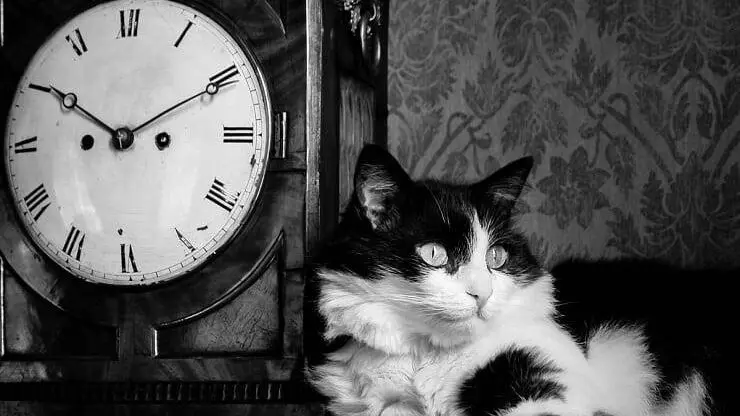 Gato en la noche Gato en la noche