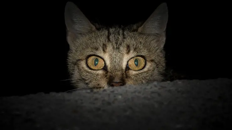 Cómo enseñarle a tu gato a dormir por la noche Cómo enseñarle a tu gato a dormir por la noche