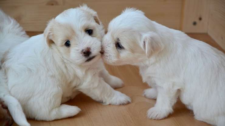 cachorros de perro entender qué tan grande se pondrá un perro