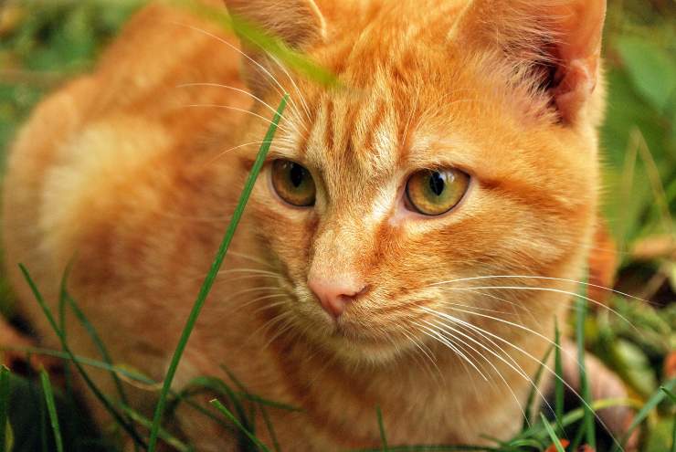 Cómo hacer que el gato y el loro vivan juntos Cómo hacer que el gato y el loro vivan juntos