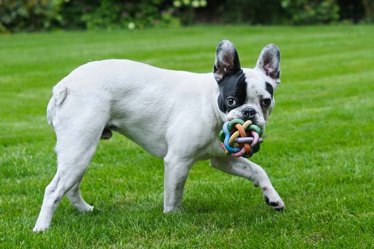 Cómo jugar con un perro adulto Cómo jugar con un perro adulto