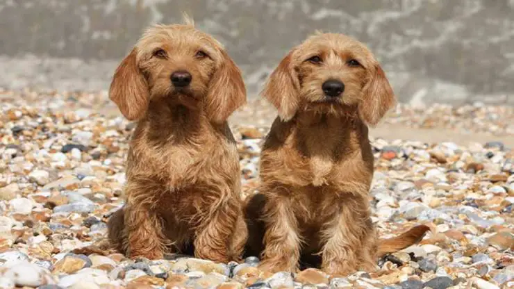 Curiosidades sobre Basset Fauve de Bretagne Curiosidades sobre Basset Fauve de Bretagne