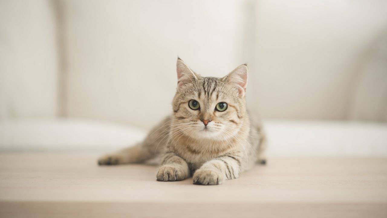 gato Derivación portosistémica en gatos