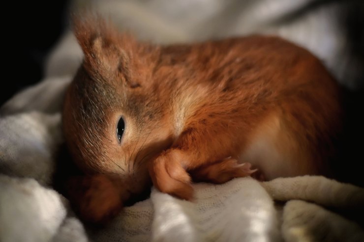Donde duerme la ardilla Donde duerme la ardilla