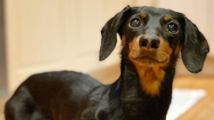 Perro salchicha Crusoe (foto de Instagram)