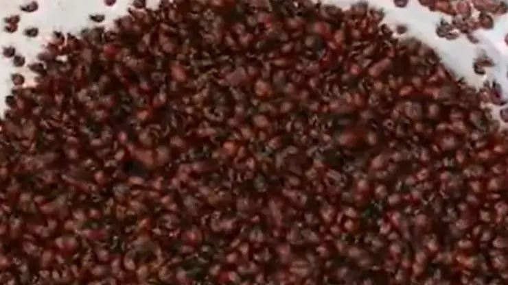Video de Ladybugs Awakening Spring Rock