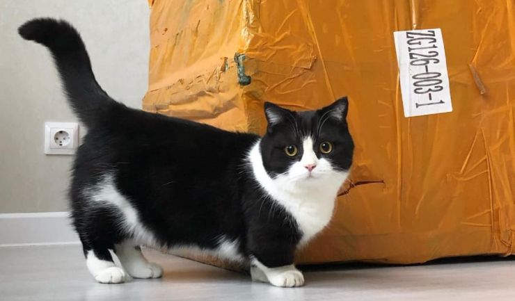 El gato con las patas más cortas del mundo: se llama Manchester United El gato con las patas más cortas del mundo