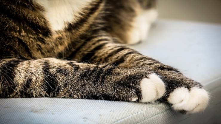 El gato pierde las uñas El gato pierde las uñas