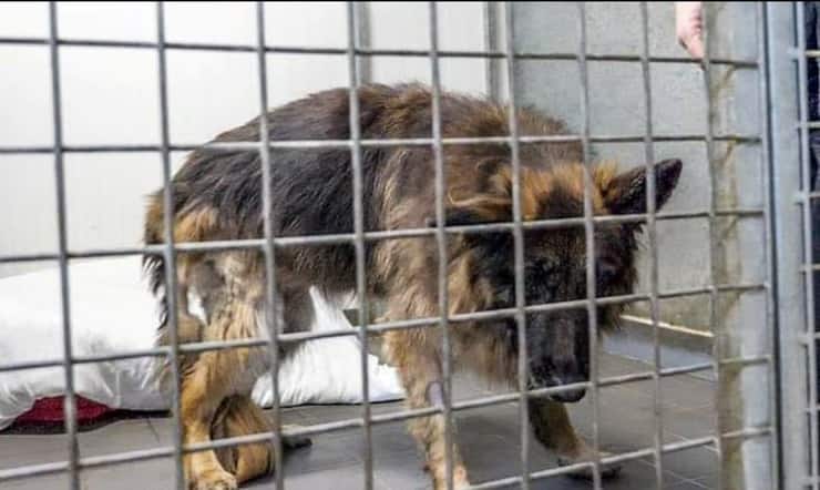 hermosa la perrita de 11 años que tenía una piedra atada al cuello para ahogarla en el río Trent