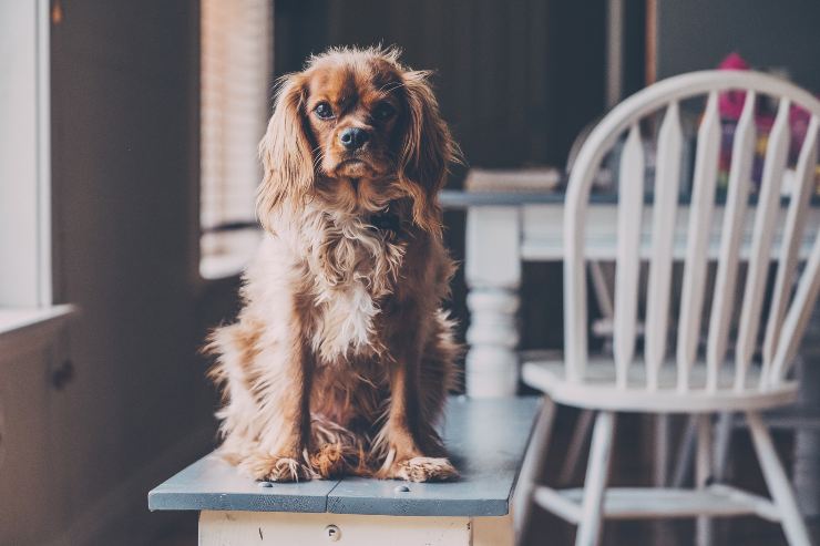 El perro corre por la casa El perro va por la casa