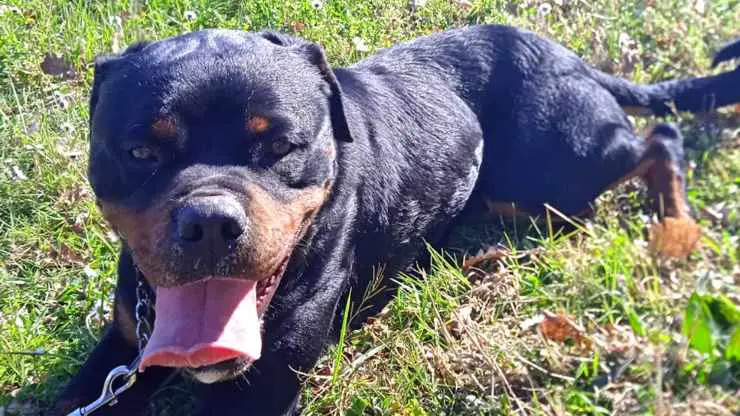 Evan Dog busca familia