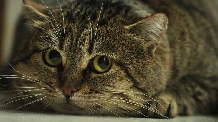 factor de silencio del gato