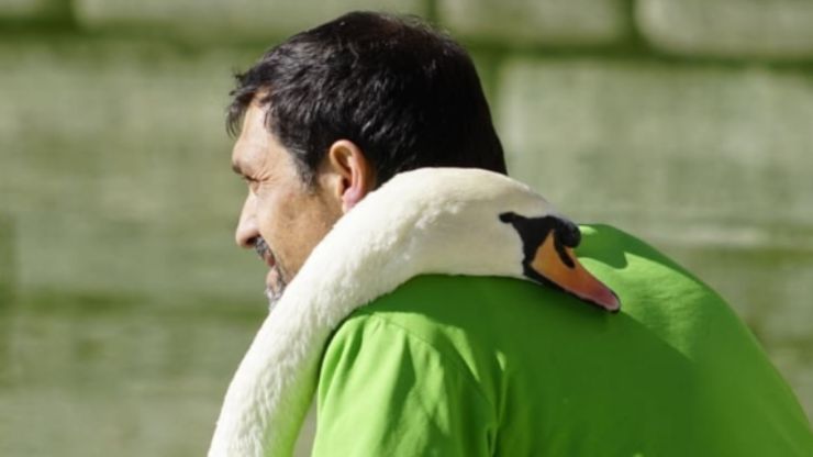 El abrazo del cisne con el amigo humano (foto de Instagram)