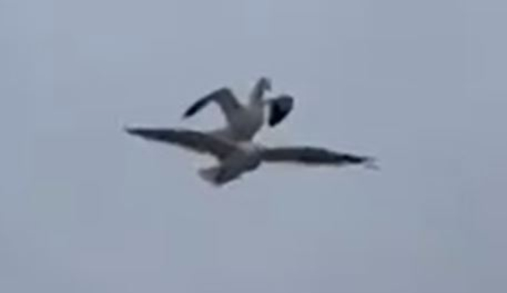 Vídeo de Seagull Crunch Pass