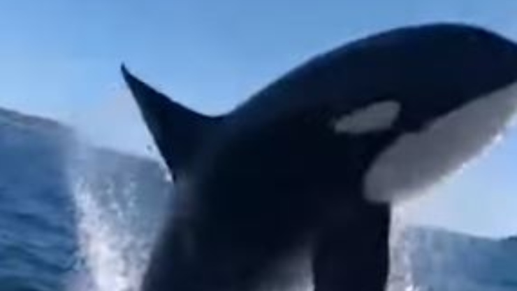Video de Orca Salto Barca