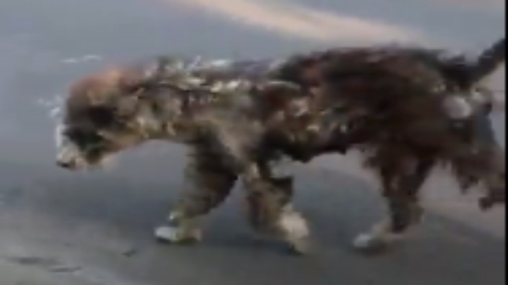 Perro en muy mal estado (Foto video)