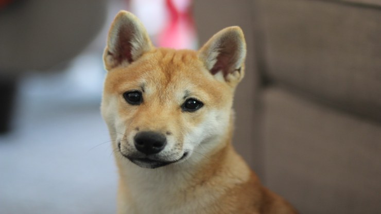 Perrito triste (Foto Pixabay)