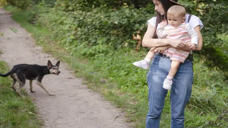 Miedo a los animales en los niños. Miedo a los animales en los niños.