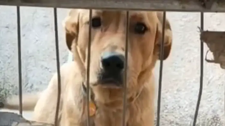 Perro Pacho regresó de la perrera