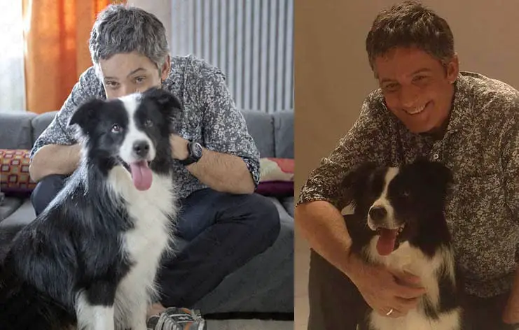 Perro Infostrada