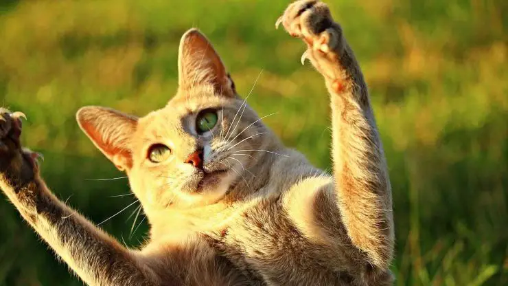 garras de gato ¿Por qué garras retráctiles de gato?