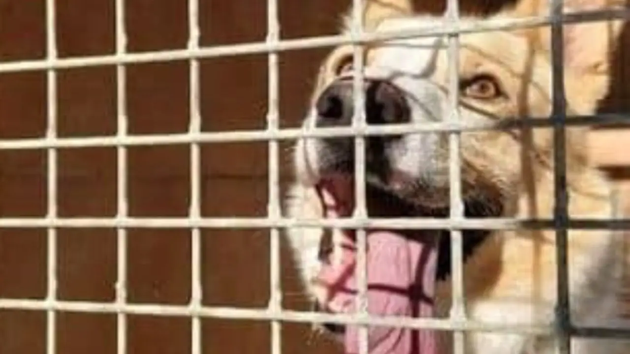 Separación de pareja abandonada de Jerry Dog