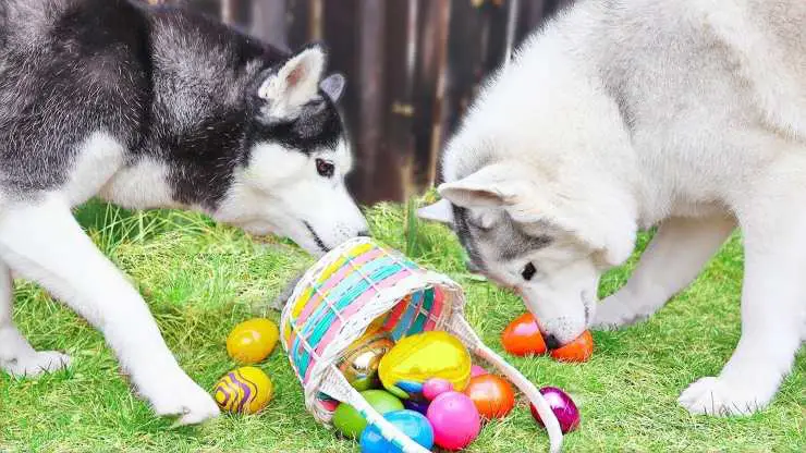 Recetas de Pascua para perros: sabrosas y fáciles de preparar Recetas de Pascua para perros