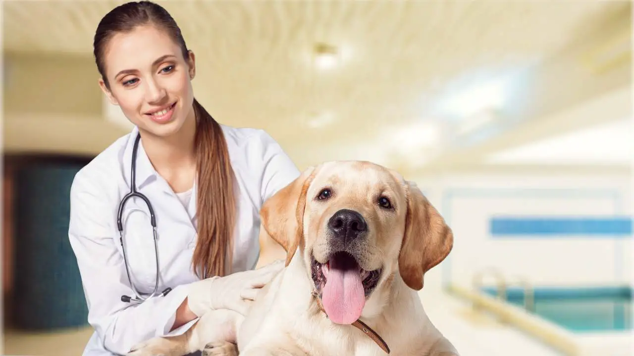 perro con veterinaria Registro Canino Veneto