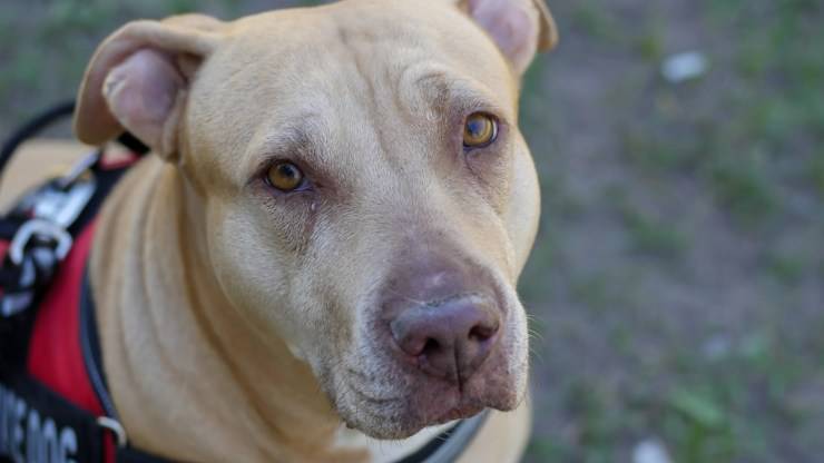 Boda de mujer pitbull