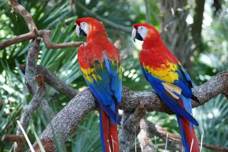 loros guacamayos
