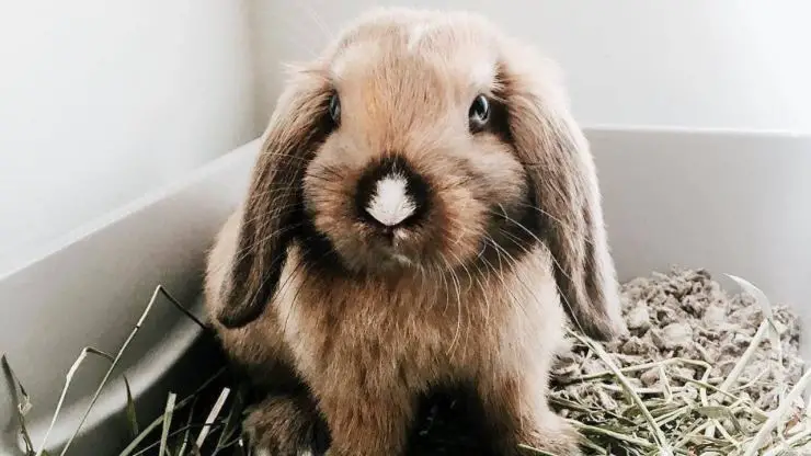 ¿Por qué el conejo no come heno? Las razones y que hacer porque el conejo no come heno
