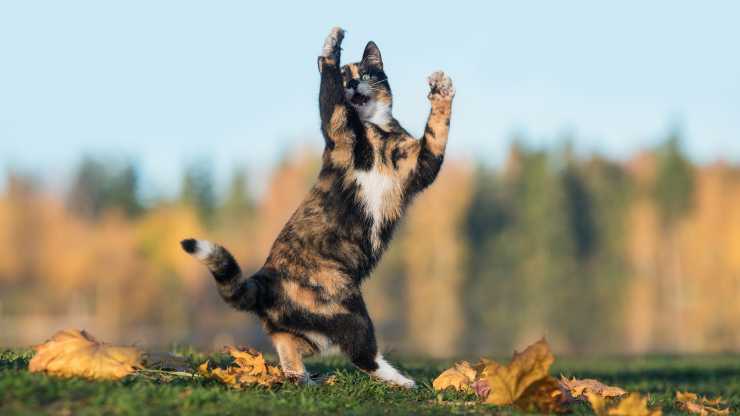 gato salta a un lado por qué los gatos saltan de lado